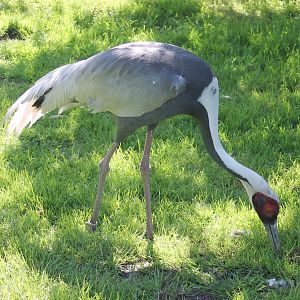 White-necked crane