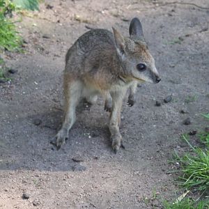 Very young Tammar wallaby