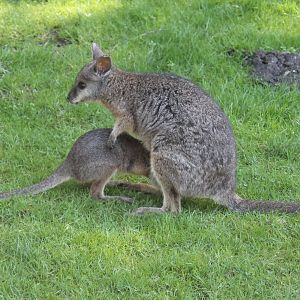 Tammar wallaby joey inspecting its mothers pouch