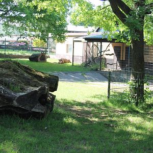 Lowland tapir enclosure