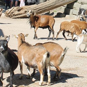 Petting Zoo - Goats