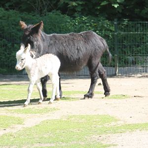 Donkey with foal