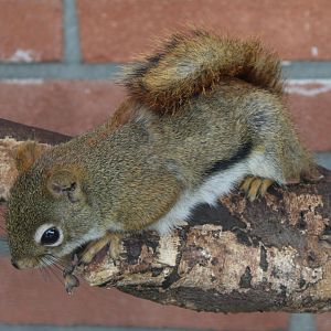 American red squirrel