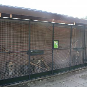 American red squirrel enclosure