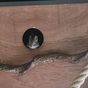 Pere David's squirrel