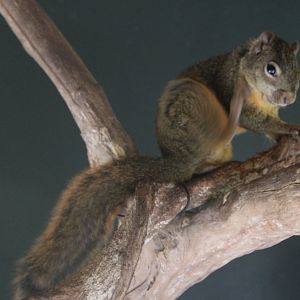 Hoffman's squirrel