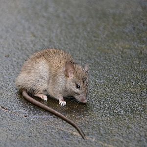 Brown rat  (R. norvegicus)
