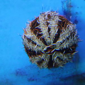Halloween Urchin (Tripneustes gratilla)