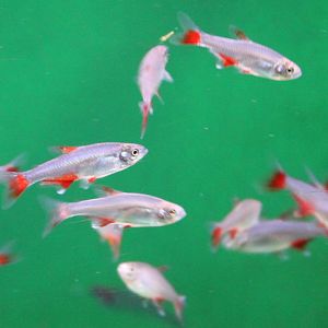 Bloodfin tetras - Aphyocharax anisitsi