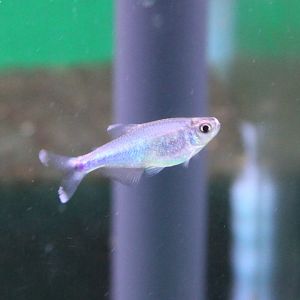 Blue tetra - Boehlkea fredcochui