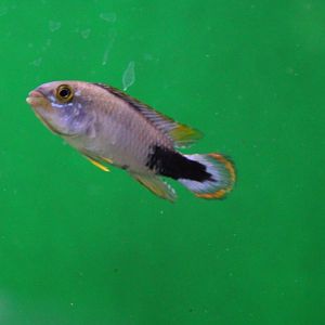 Apistogramma pandurini