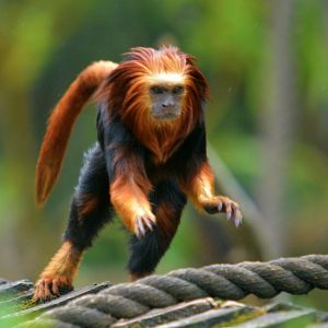 Golden Headed Lion Tamarin