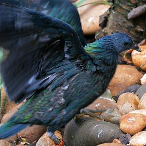 Nicobar Pigeon