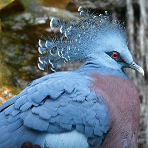 Male Victoria Crowned Pigeon