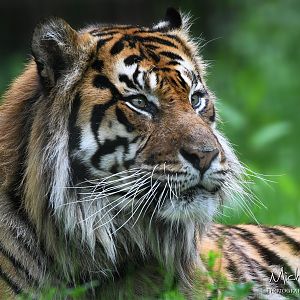 Jae Jae, Sumatran tiger