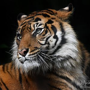 Isha, Sumatran tiger