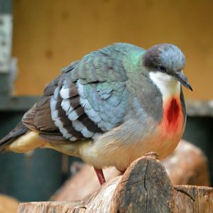 Luzon Bleeding Heart Dove