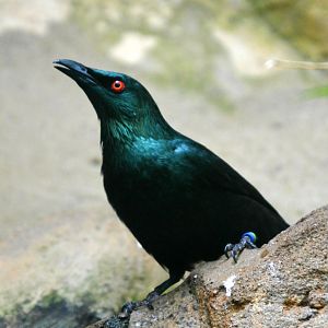 Asian Glossy Starling