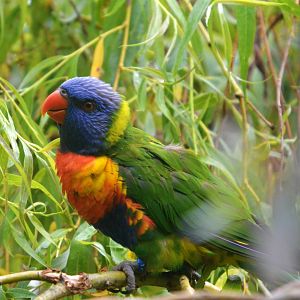 Rainbow Lorikeet