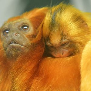 Golden Lion Tamarin And Young