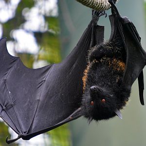 Livingstone Fruit Bat
