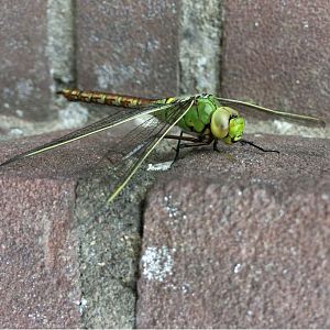 Anax imperator (female)