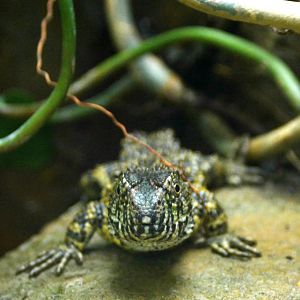 Chinese Crocodile Lizard