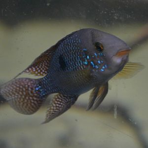 Pearl Cichlid