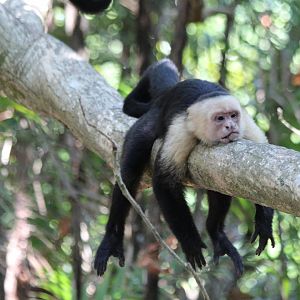 White-faced Capuchin - Apr 2019