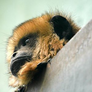 Black Howler Monkey (female)