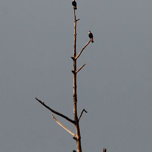 Crested Caracara - Apr 2019
