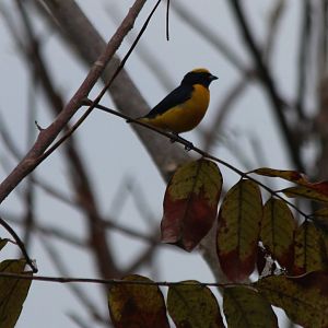Yellow-crowned Euphonia - Apr 2019