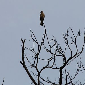 Yellow-headed Caracara - Apr 2019