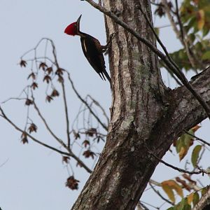 Lineated Woodpecker - Apr 2019