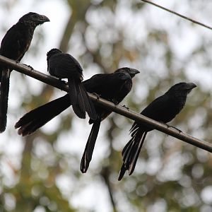 Smooth-billed Ani - Apr 2019