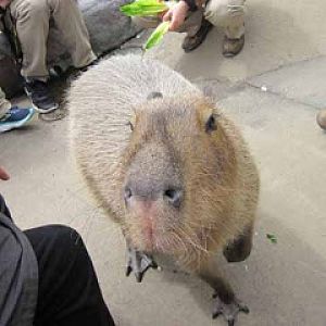 Diego the Capybara