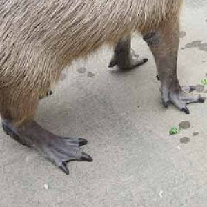 Capybara's Webbed Feet