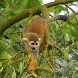 Squirrel Monkey
