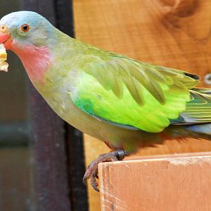 Princess Of Wales Parakeet