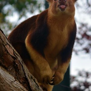 Goodfellow's Tree Kangaroo