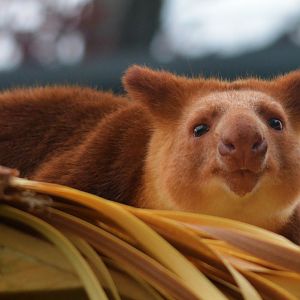 Goodfellow's Tree Kangaroo