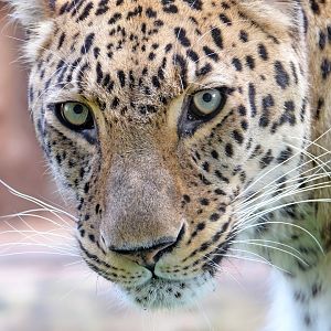 Persian leopard