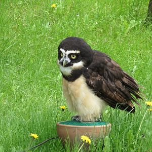 Spectacled Owl