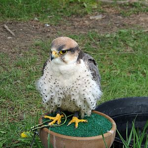 Lanner Falcon