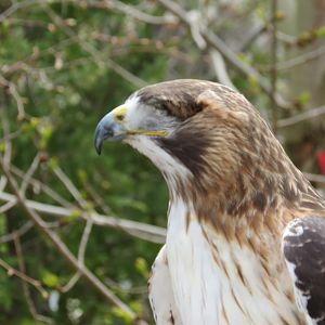 Red-tailed Hawk 2 of 2