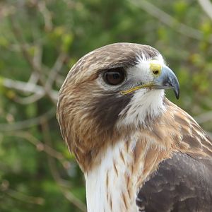 Red-tailed Hawk 1 of 2