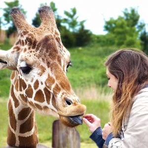 May. 2019 - Heart of Africa - Giraffe Feeding