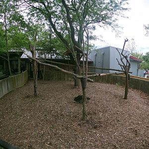 May. 2019 - Voyage to Australia & the Islands - Outdoor Koala Exhibit