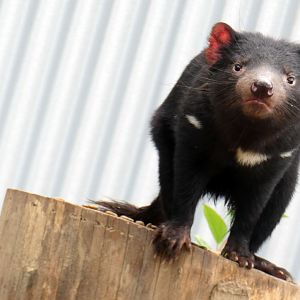 May. 2019 - Voyage to Australia & the Islands - New! Tasmanian Devil Exhibit