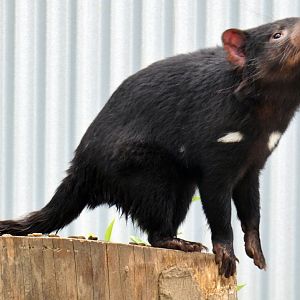 May. 2019 - Voyage to Australia & the Islands - New! Tasmanian Devil Exhibit